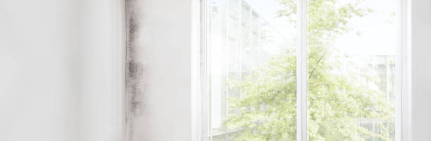 Best Real Estate Mold Inspection  in Roebuck, SC