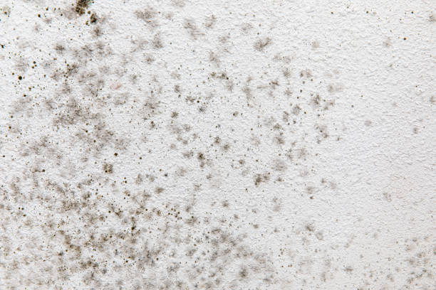 Best Water Damage & Mold Remediation  in Roebuck, SC