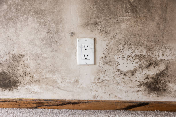 Best Black Mold Removal  in Roebuck, SC
